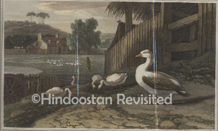 /data/Original Prints/Natural History/THE GANNET.jpg